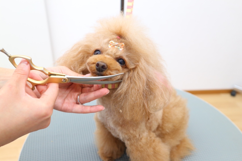 トリミング Lokahi 犬のしつけとトリミング専門moveon