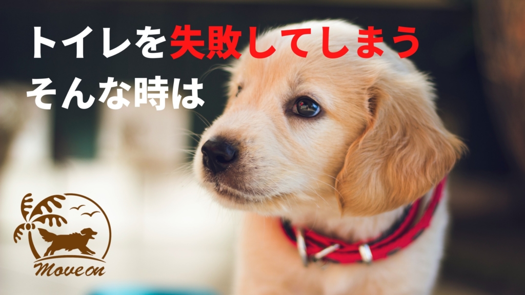 トイレのしつけが失敗してしまう時 犬のしつけとトリミング専門moveon