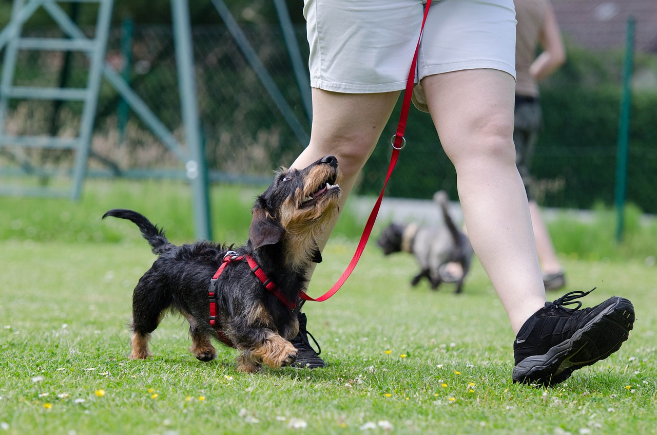 コマンドトレーニング 犬のしつけとトリミング専門moveon